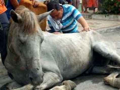 secuelas en caballos por encefalitis equina